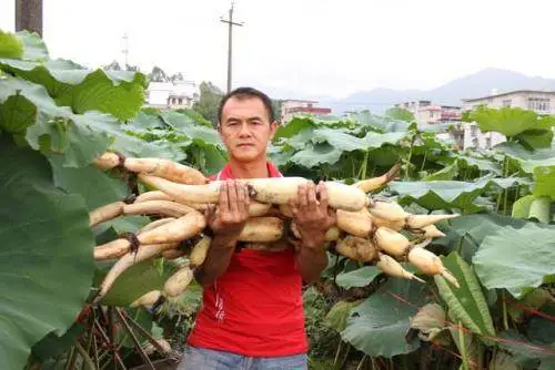 致富种植莲藕农村图片大全_致富种植莲藕农村视频_农村种植莲藕致富