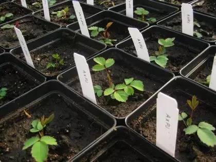 玫瑰种植技术花籽种植方法_玫瑰花籽种植技术_玫瑰的花籽怎么种