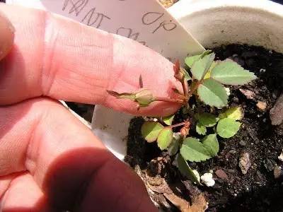 玫瑰的花籽怎么种_玫瑰花籽种植技术_玫瑰种植技术花籽种植方法