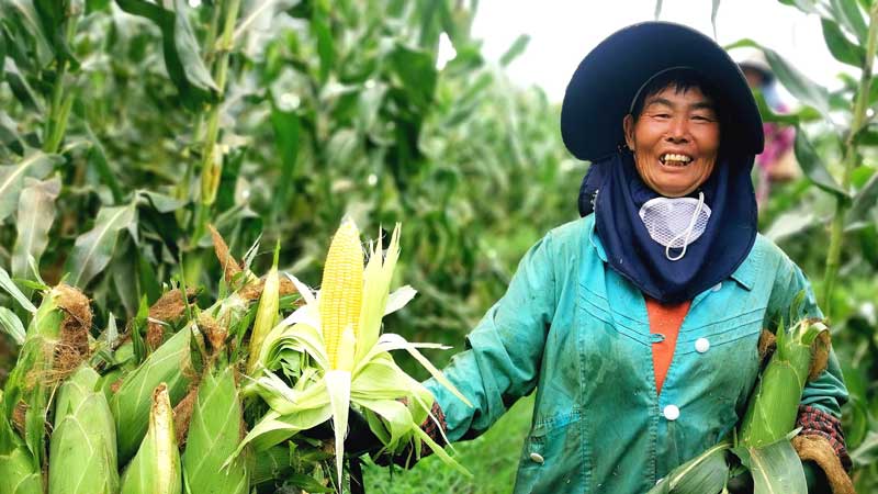 大理蔬菜种植基地_大理主要种植什么作物_大理农业种植致富