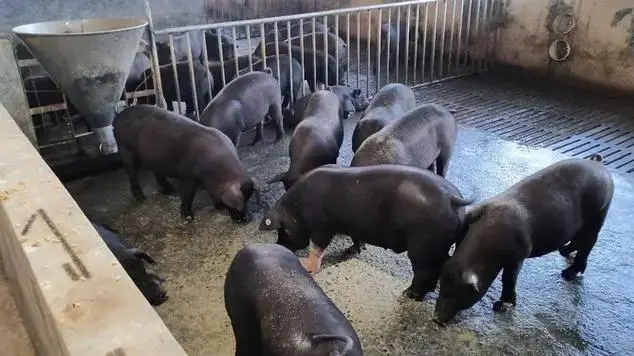 养鸽致富视频_农村养土鸽子致富经_养鸽子致富经视频