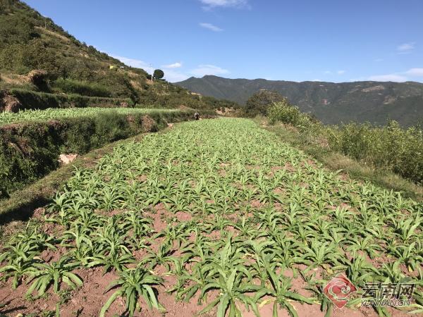 大理农业种植致富_大理主要种植什么作物_大理蔬菜种植基地