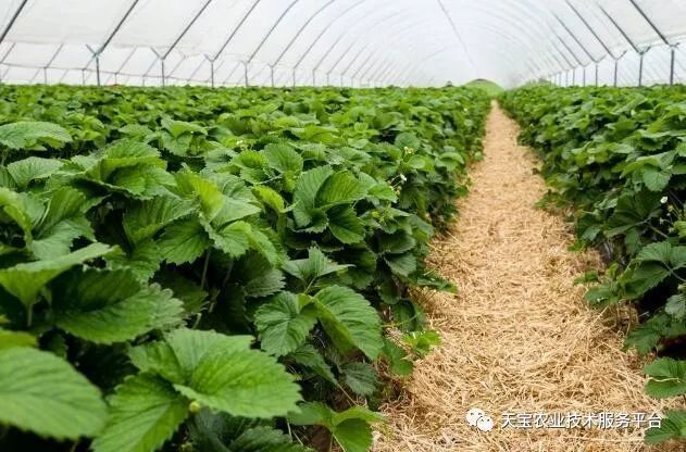 大棚青椒种植早春技术要点_大棚青椒种植早春技术与管理_早春大棚青椒种植技术