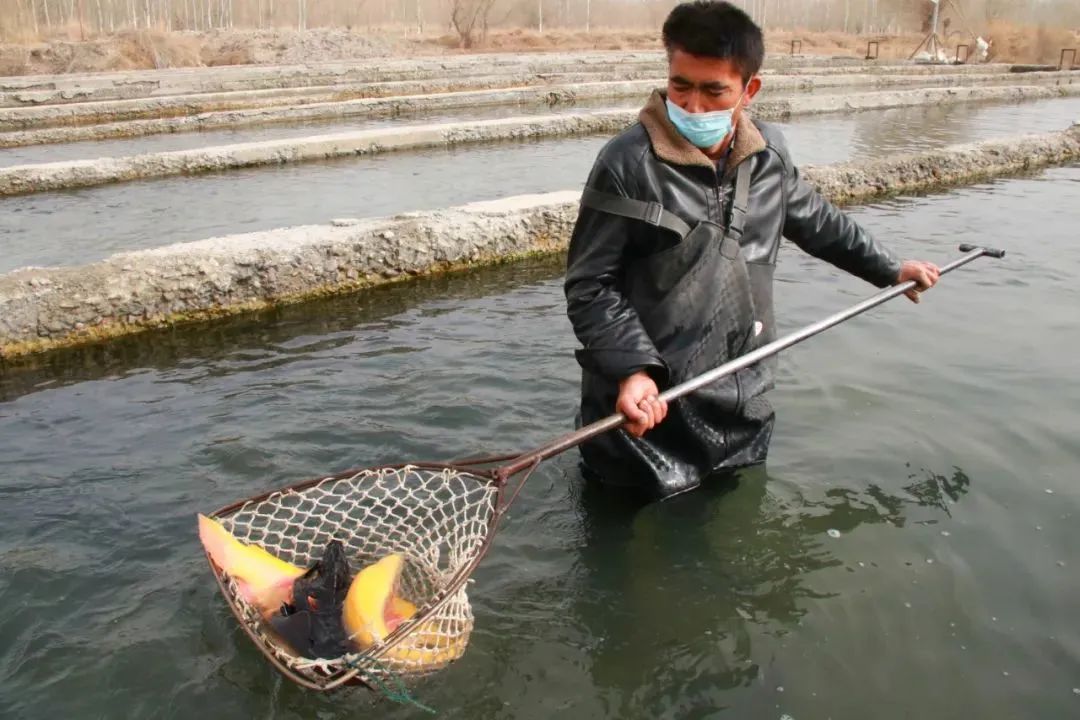 致富经养殖鱼视频_养殖致富鱼技巧_致富养鱼视频