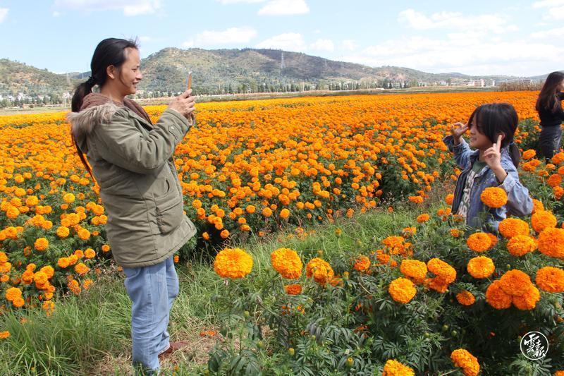 大理特色农业_大理蔬菜种植基地_大理农业种植致富