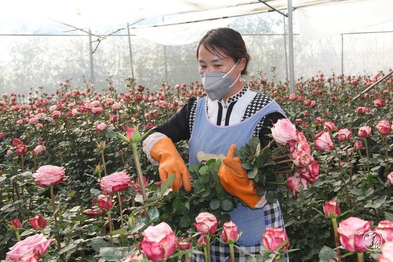 大理特色农业_大理蔬菜种植基地_大理农业种植致富