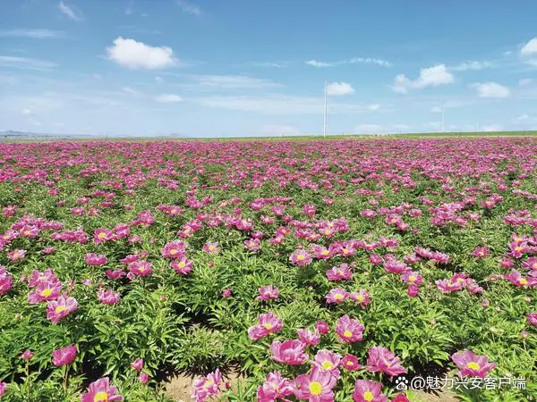 中药材成为村民致富的一剂“良药”