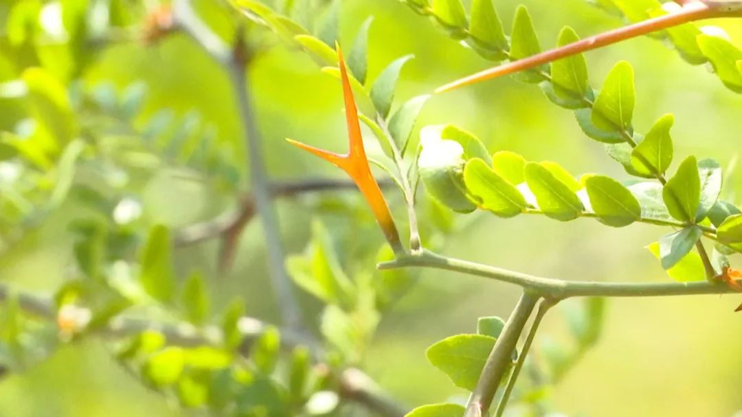 树叶养殖_靠树叶致富_种植什么树叶致富