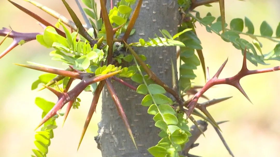 靠树叶致富_种植什么树叶致富_树叶养殖