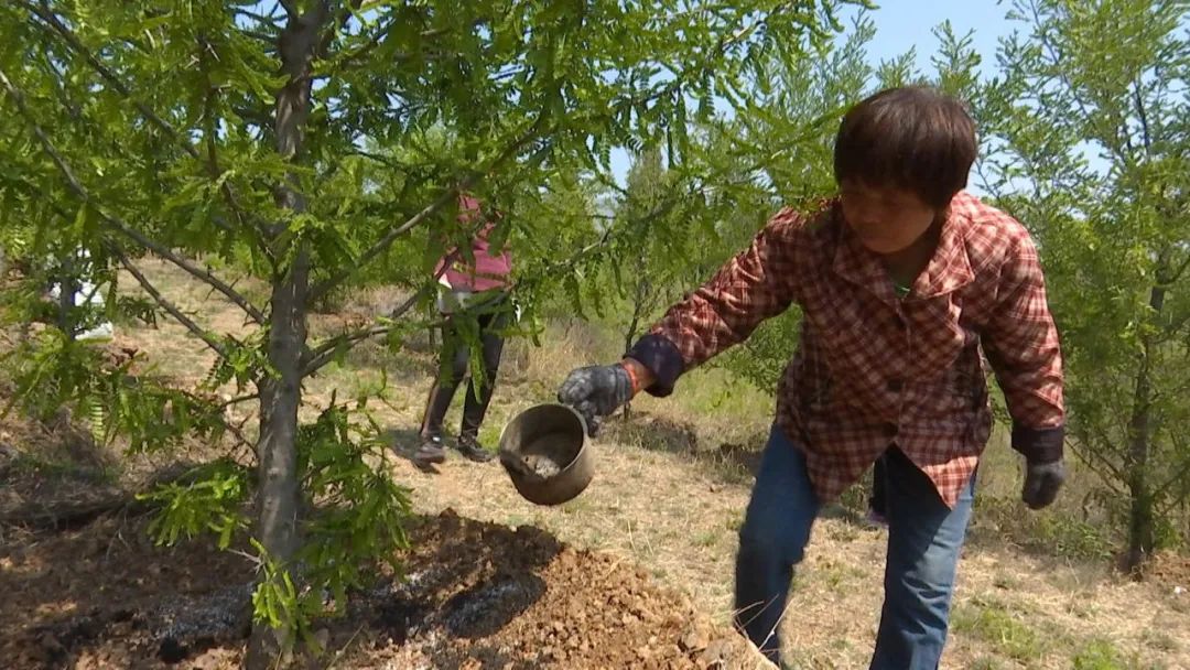 种植什么树叶致富_靠树叶致富_树叶养殖