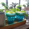 水耕栽培で育てられる野菜や観葉植物16選！始め方や管理方法は？の画像