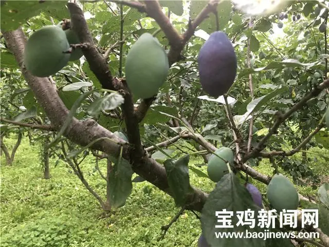 农村致富种_老农民种植致富_农民致富种植项目