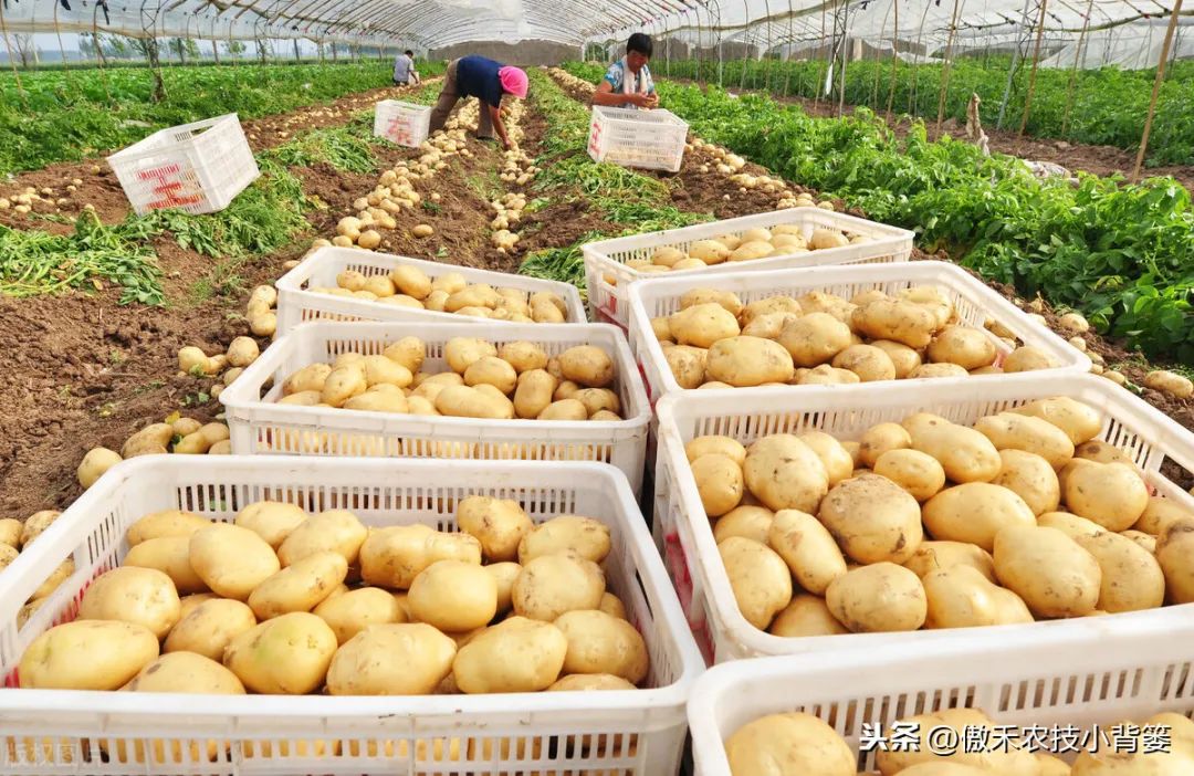 土豆种植图片大全_土豆种植技术图片_土豆种植图片技术与管理