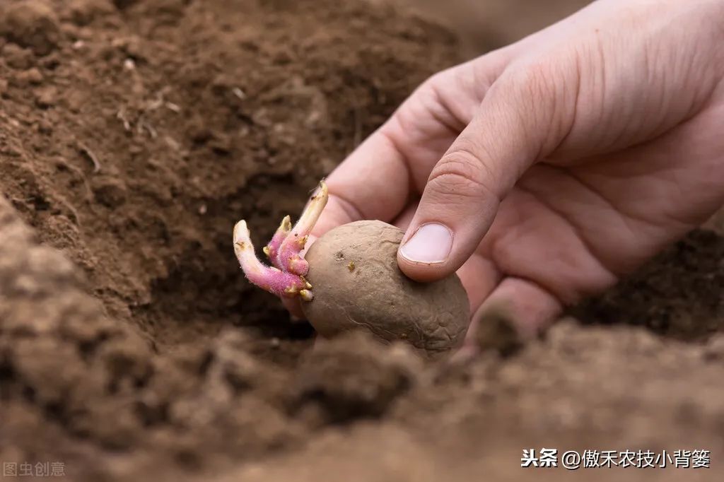 土豆种植图片大全_土豆种植图片技术与管理_土豆种植技术图片