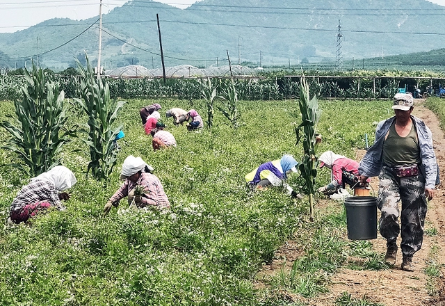 中草药成为暖泉农民的致富“药方”