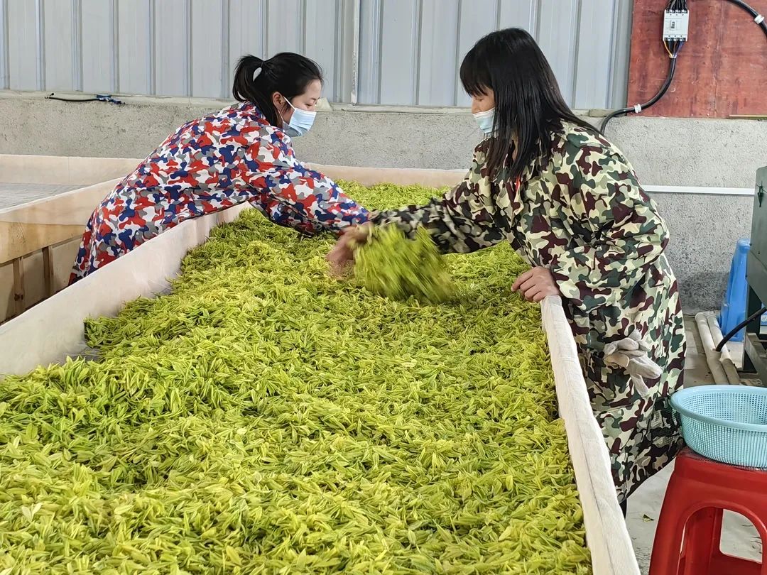 种植什么树叶致富_靠树叶致富_致富树叶种植图片