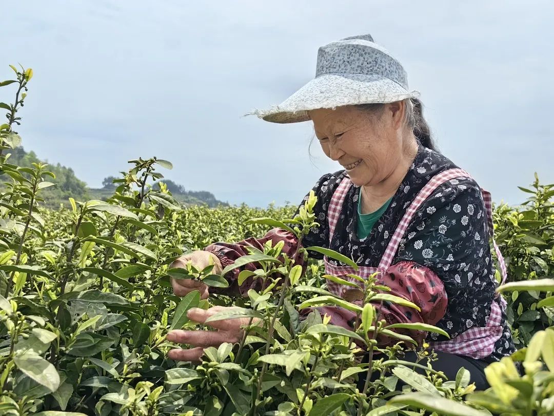 致富树叶种植图片_种植什么树叶致富_靠树叶致富