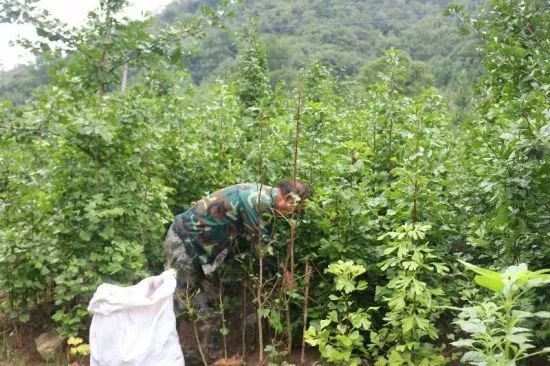 种树致富经_靠树叶致富_种植什么树叶致富