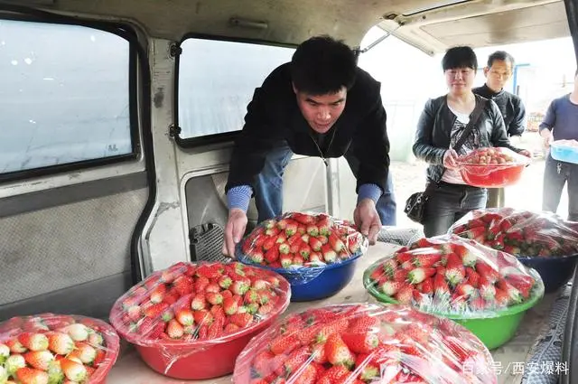 商丘草莓种植致富_商丘草莓基地_商丘草莓基地开放时间