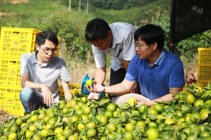 种植蜜桔需要注意些什么_种植蜜桔致富案例_蜜桔亩产量和利润多少