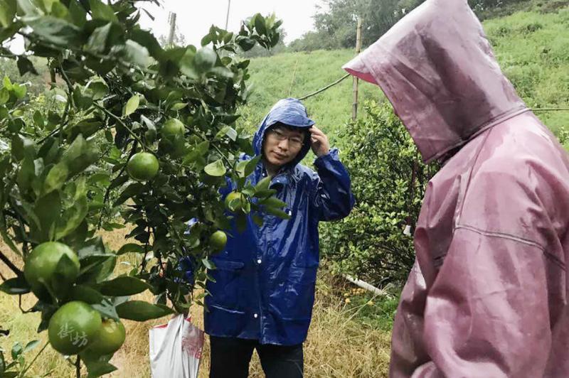 种植蜜桔致富案例_蜜桔亩产量和利润多少_种植蜜桔需要注意些什么