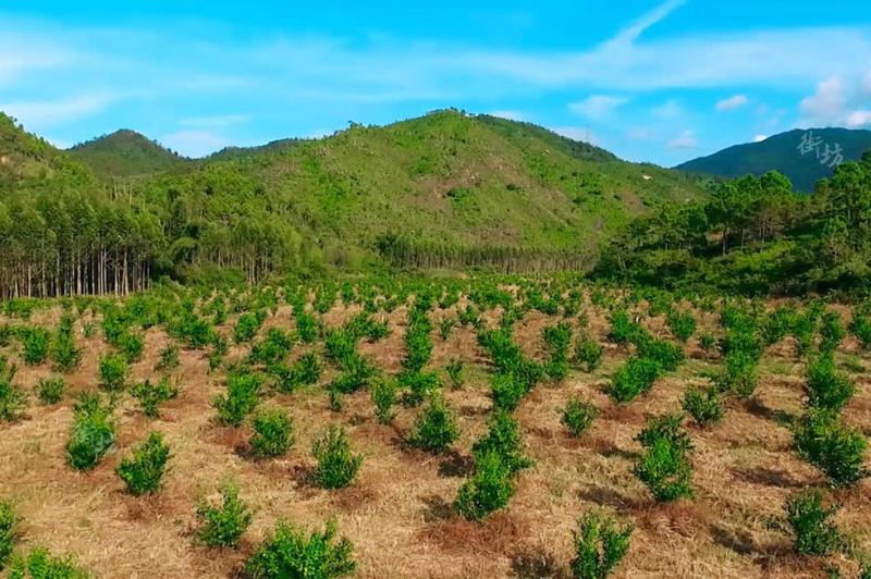 种植蜜桔致富案例_蜜桔亩产量和利润多少_种植蜜桔需要注意些什么