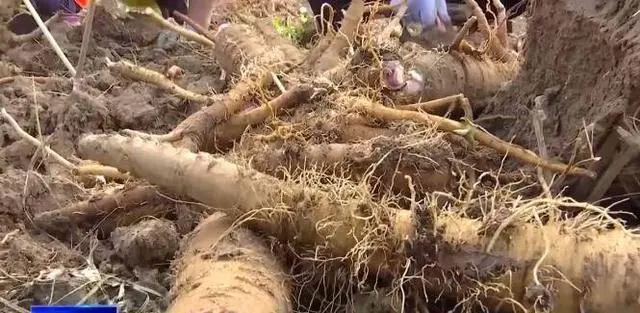 草药致富种植_致富种植草药图片大全_农村致富经中药材种植