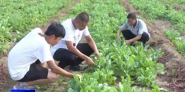 致富种植草药图片大全_草药致富种植_农村致富经中药材种植