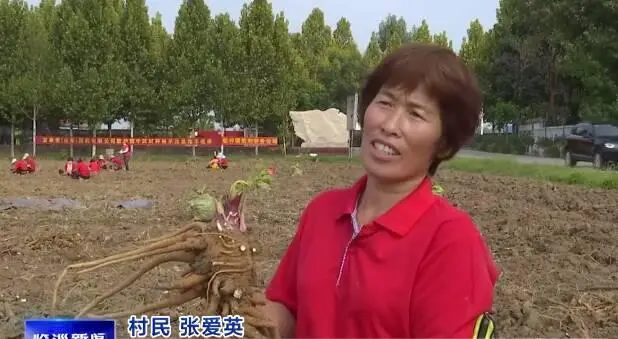 农村致富经中药材种植_草药致富种植_致富种植草药图片大全