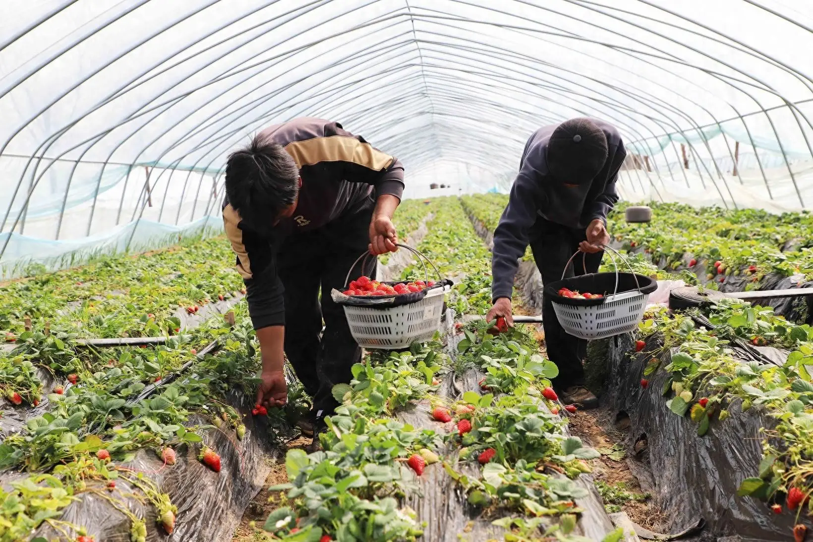 河南商丘草莓种植基地_商丘草莓种植致富_河南商丘草莓苗批发基地