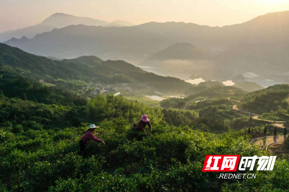 乡村追梦人｜李初庄：茶乡打通致富路