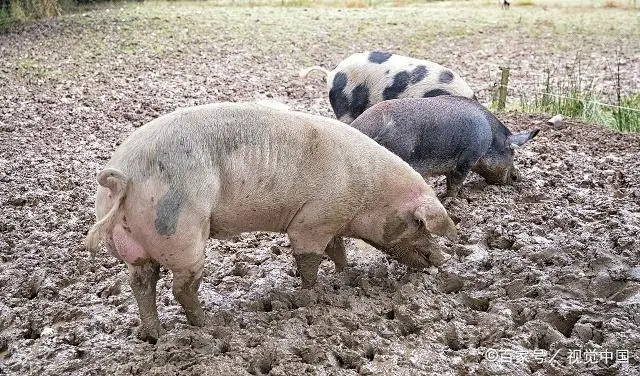 养猪致富视频_致富经生态养殖猪视频_农视网致富经养殖猪