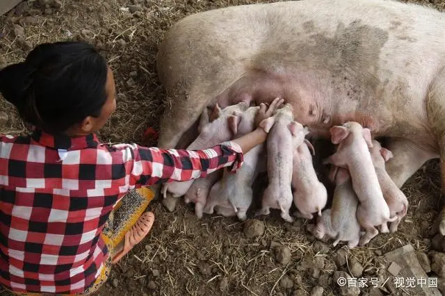 致富经生态养殖猪视频_养猪致富视频_农视网致富经养殖猪