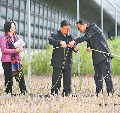 致富经蘑菇种植视频2019_致富经蘑菇种植技术_致富经双孢菇栽培视频