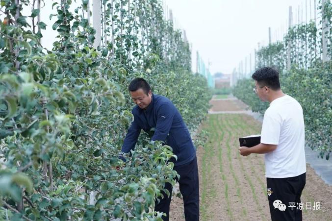 山区农村致富_致富山村种植果园图片_山村果园种植致富