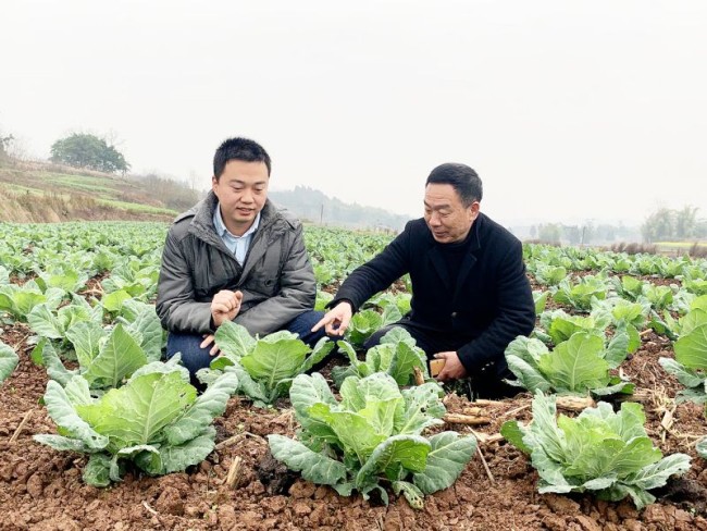 种蔬菜致富经_致富蔬菜种植技术视频_种植蔬菜致富