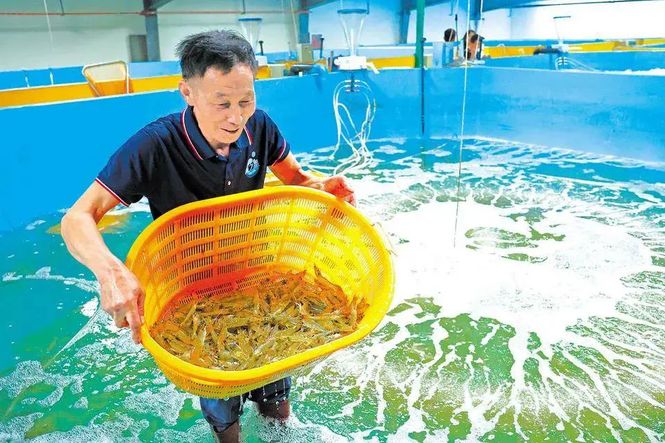 超市海鲜养殖_超市海产养殖技术_海产养殖户