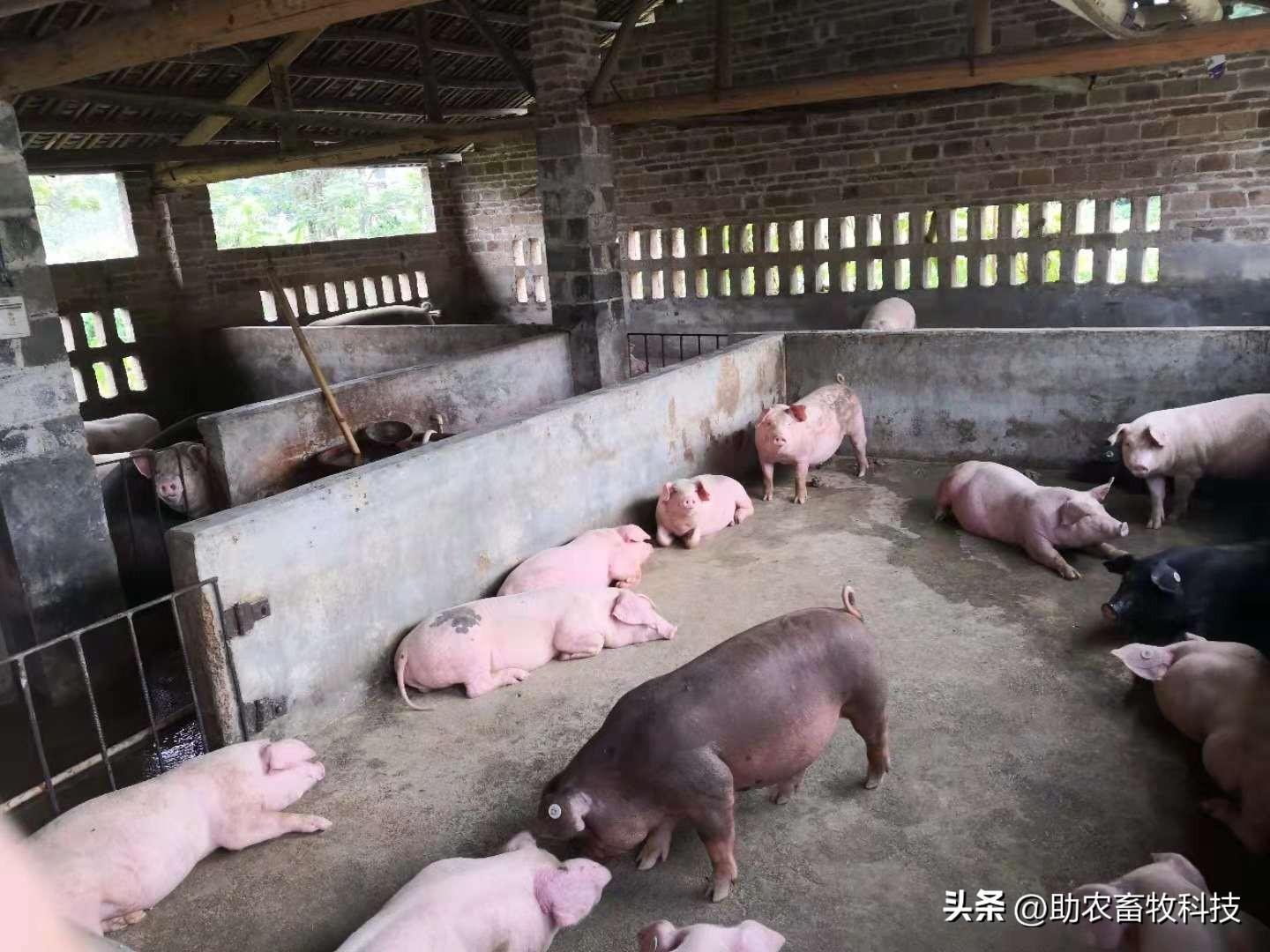 致富养殖业_生态循环养殖致富_致富经生态养猪