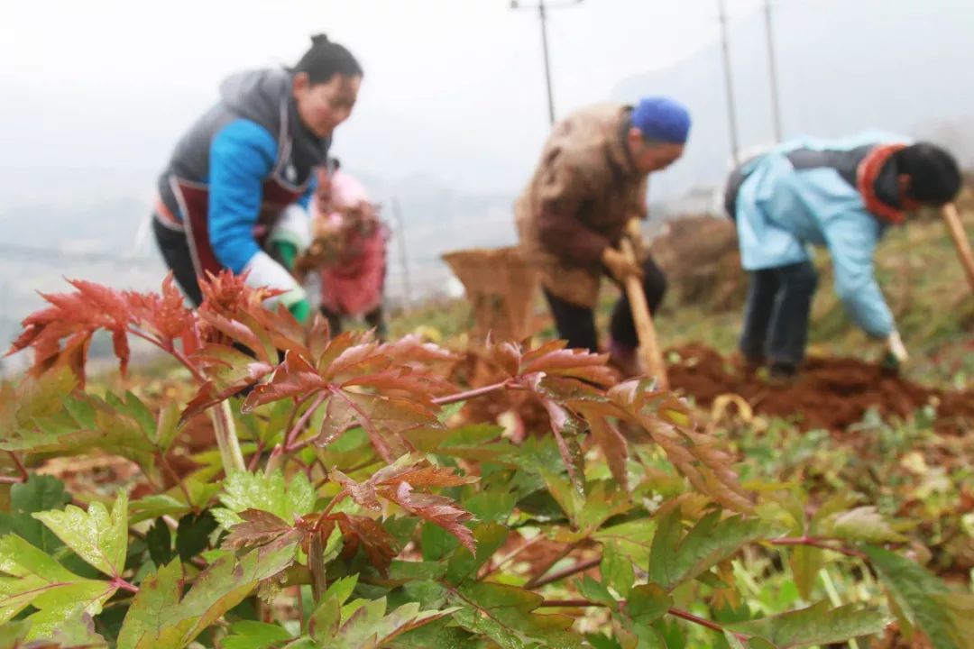 种植致富项目_前胡种植致富_种植致富经