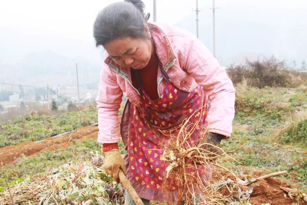 前胡种植致富_种植致富项目_种植致富经