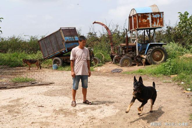 养殖致富狼狗项目名称_狼狗养殖基地_养殖致富项目养殖狼狗