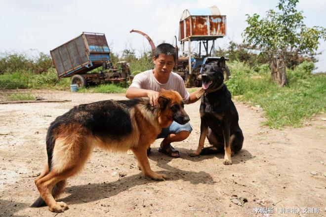 养殖致富项目养殖狼狗_狼狗养殖基地_养殖致富狼狗项目名称