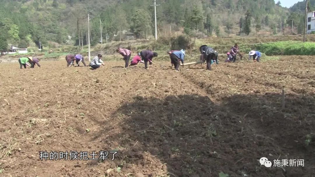 前胡种植致富_致富种植视频全集_种植致富经