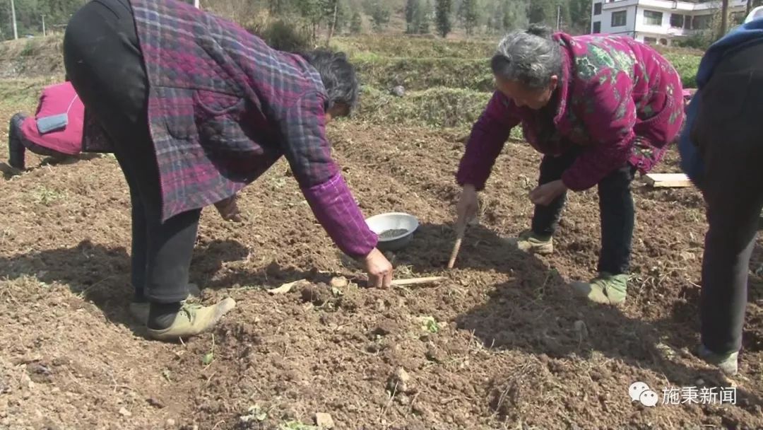 致富种植视频全集_种植致富经_前胡种植致富