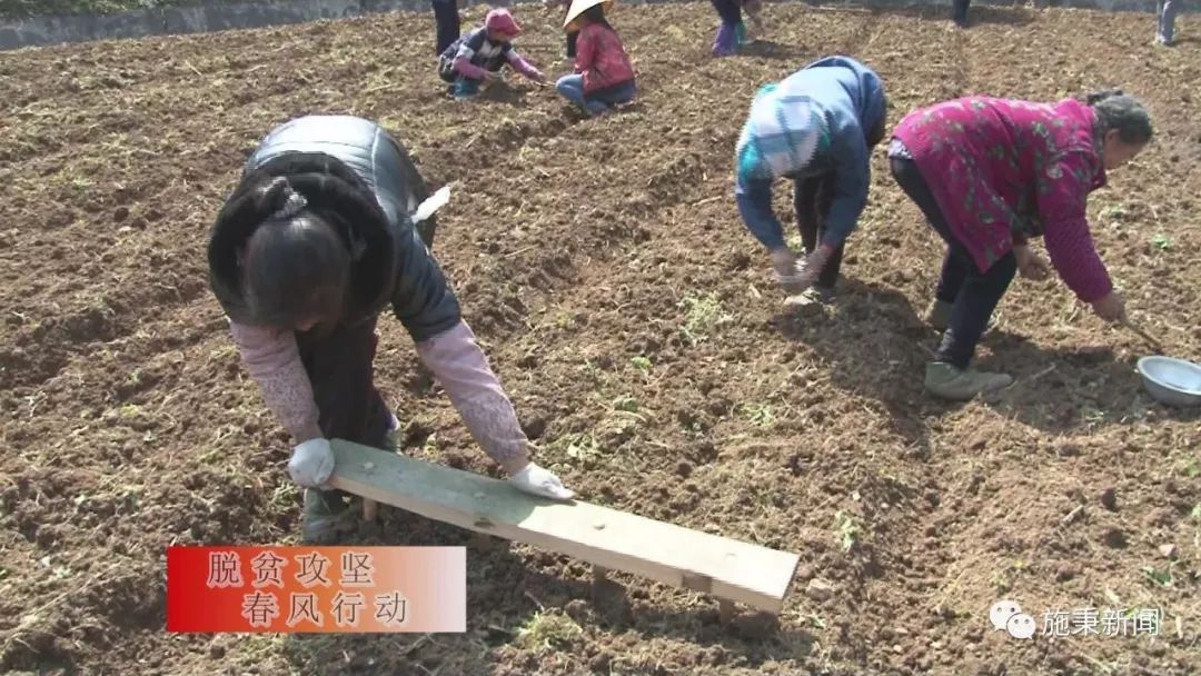 种植致富经_前胡种植致富_致富种植视频全集