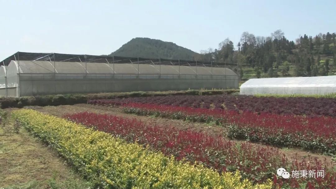 致富种植视频全集_前胡种植致富_种植致富经