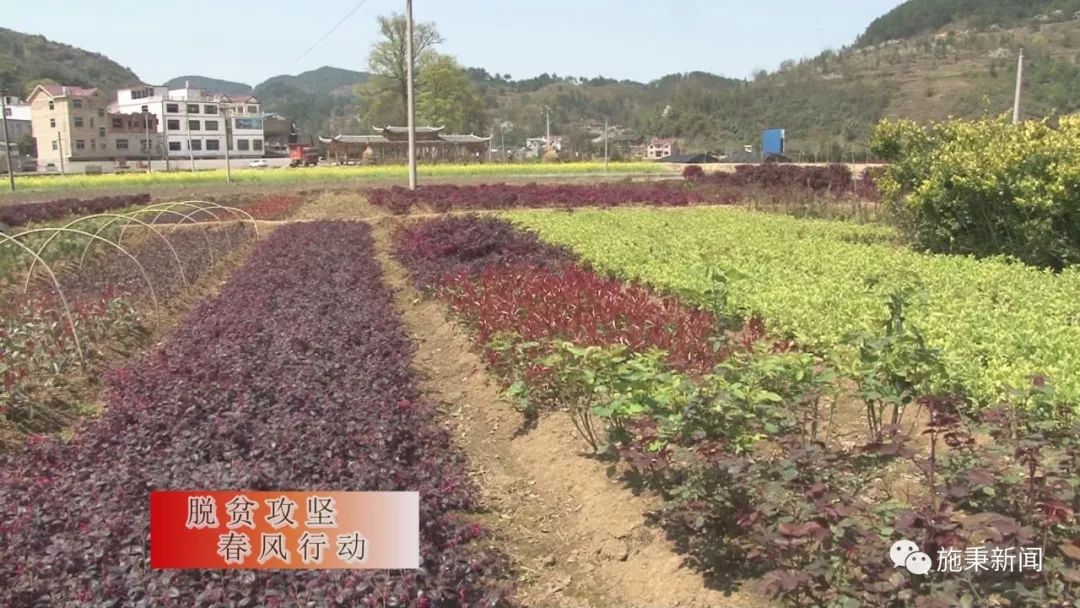 致富种植视频全集_前胡种植致富_种植致富经