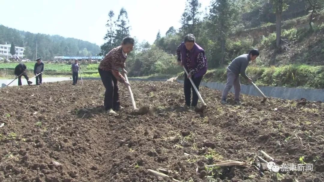 前胡种植致富_种植致富经_致富种植视频全集