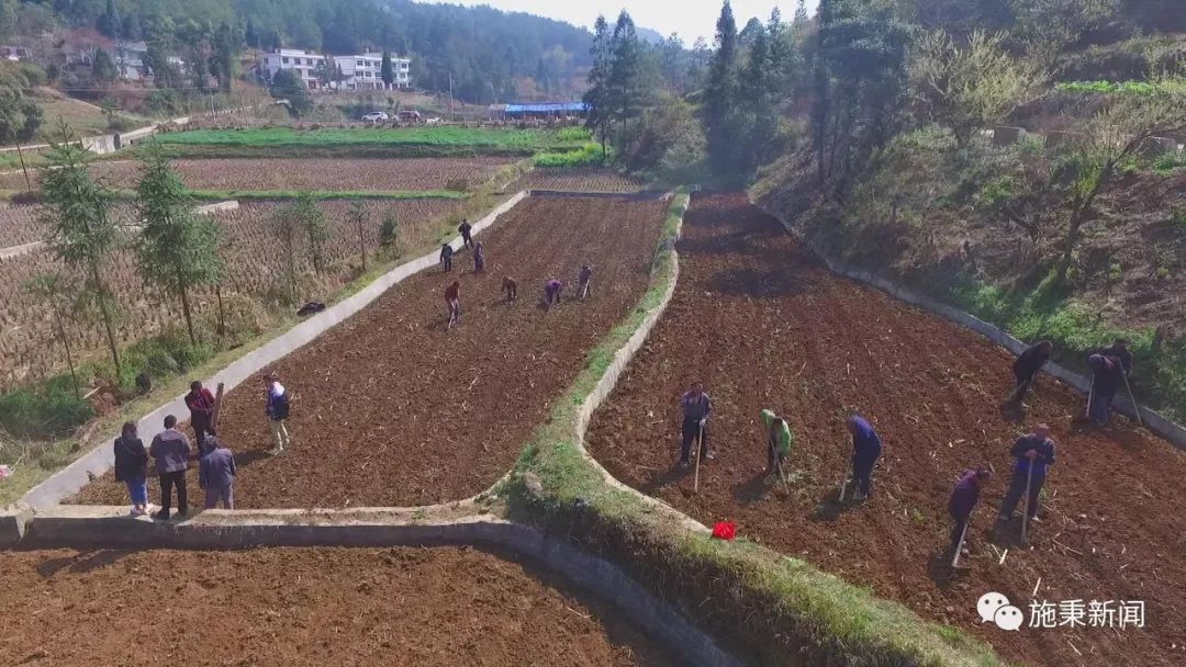 种植致富经_前胡种植致富_致富种植视频全集