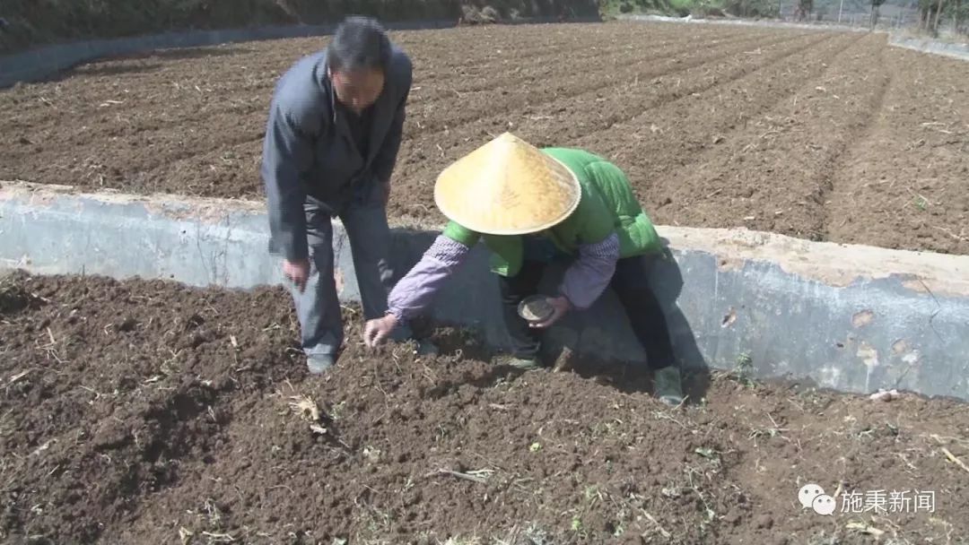 前胡种植致富_致富种植视频全集_种植致富经